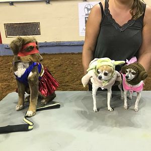 Sydney’s pup won the costume contest as wonderwomen