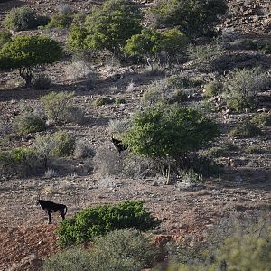 Sable Antelope South Africa