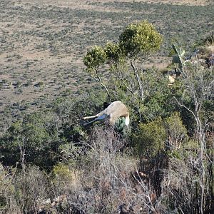 Hunt Mountain Reedbuck South Africa