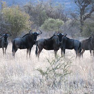 Blue Wildebeest