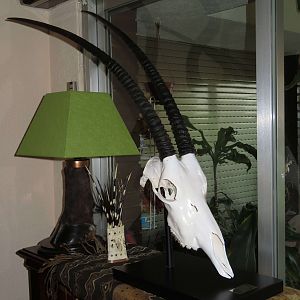 Scimitar Oryx European Skull Mount Taxidermy