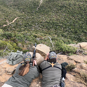 Hunting Bushbuck South Africa