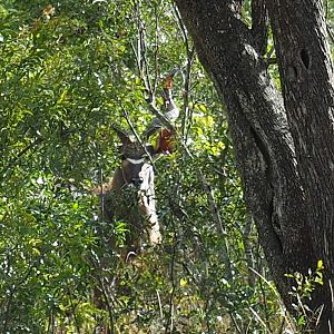 Kudu Zimbabwe