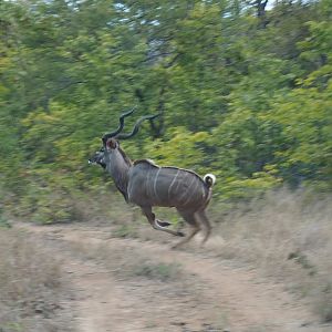 Kudu Zimbabwe