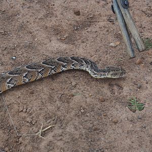 Puff Adder Zimbabwe