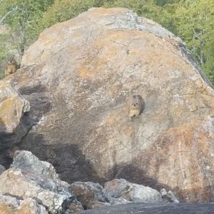 Rock Dassie Zimbabwe