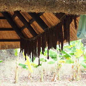 Biltong hanging to dry