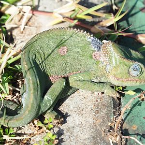 Flap-necked Chameleon Zimbabwe