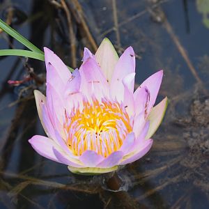 Water Lily Zimbabwe