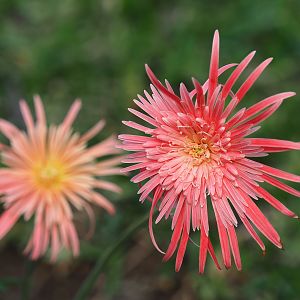 Gerbera Zimbabwe