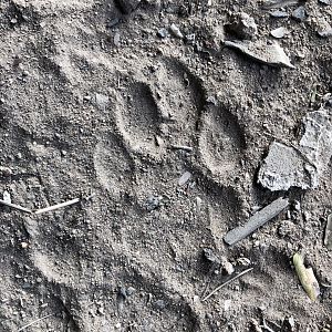 Leopard Track Zimbabwe