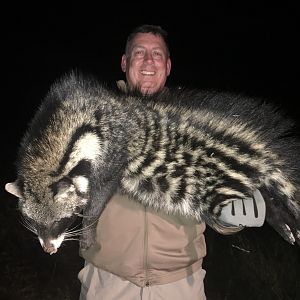 Hunting Female African Civet in Zimbabwe