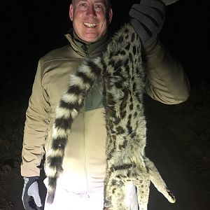 Hunt Genet Cat in Zimbabwe