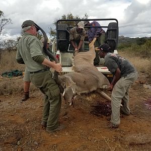 Kudu Hunt in Zimbabwe