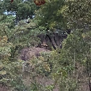 Wild Dogs Zimbabwe