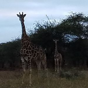 Giraffe Zimbabwe