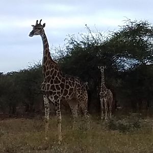 Giraffe Zimbabwe