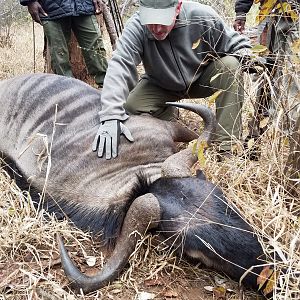 Blue Wildebeest Hunt in Zimbabwe