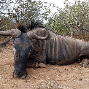 Zimbabwe Hunt Blue Wildebeest