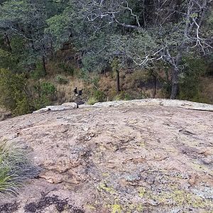 Zimbabwe Hunt Klipspringer