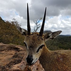 Zimbabwe Hunting 6-1/4 Inch Klipspringer