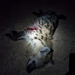 Zimbabwe Hunting Spotted Hyena