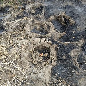 Hippo Tracks Zambia