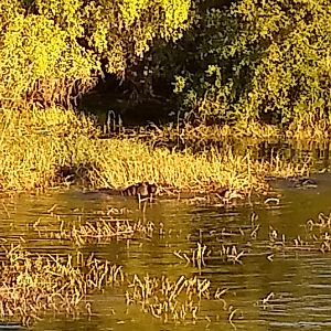 Hippos in the river Zambia