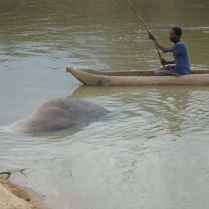 Recovering Hippo from the water Zambia