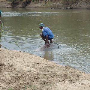 Recovering Hippo from the water Zambia