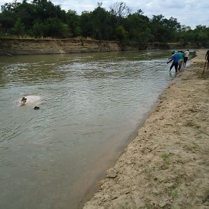 Recovering Hippo from the water Zambia