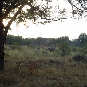 Elephant Zambia