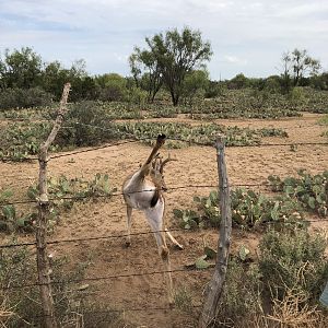 Young buck hung up in the fence