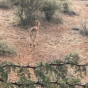 Impala Namibia