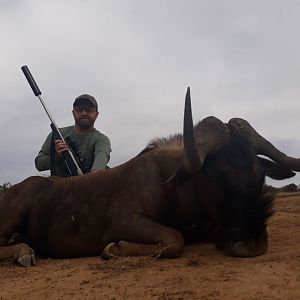 Black Wildebeest Hunting South Africa