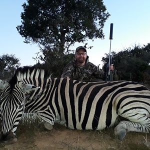 Hunt Burchell's Plain Zebra in South Africa