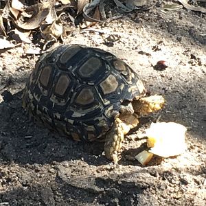 Young Leopard Tortoise Zimbabwe