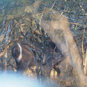 Waterbuck Zimbabwe