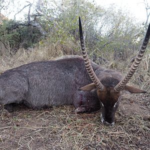 Hunting Waterbuck in Zimbabwe