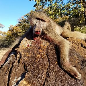 Baboon Hunting Zimbabwe