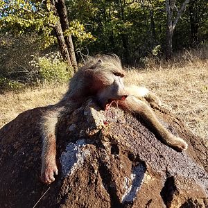 Hunt Baboon in Zimbabwe