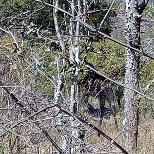 Giraffe & Burchell's Plain Zebra Zimbabwe