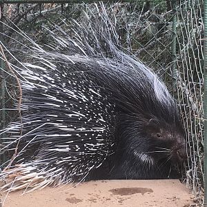 African Porcupine South Africa