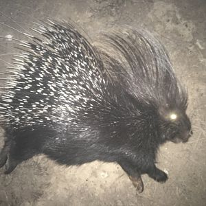 Hunt African Porcupine in South Africa