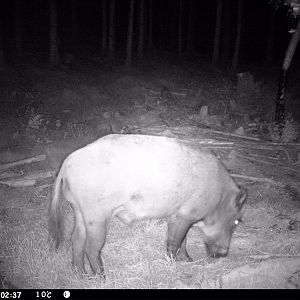 Boar Trail Cam Pictures Sweden