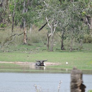 Asiatic Water Buffalo Australia