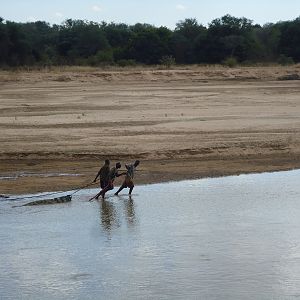 Recovering Crocodile from river Zambia