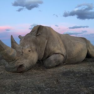 South Africa Hunt White Rhino