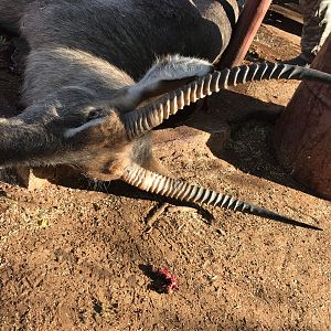 Bow Hunt Waterbuck in Namibia