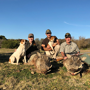 South Africa Hunting Warthog